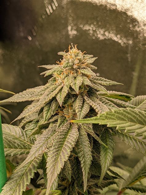 Lemonage strain - Strawberry Lemonade is a feminized sativa dominant cross between Lemon OG and Strawberry. The THC level reaches 24%. The plant reaches 120-150cm in height when grown indoors and produces a huge yield, reaching 700g/m2, in 60-70 days. The variety is easily cultivated. It easily copes with mold and pests. This is a good choice for novice growers.